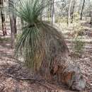 Sivun Xanthorrhoea glauca subsp. angustifolia D. J. Bedford kuva