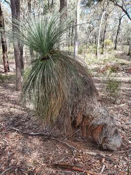 Image of Xanthorrhoea glauca subsp. angustifolia D. J. Bedford