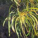 Imagem de Persoonia falcata R. Br.