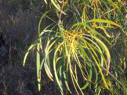 Image of Persoonia falcata R. Br.