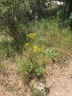 Image of Brewer's ragwort