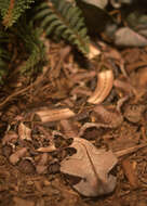 Image of Rhinoceros Viper