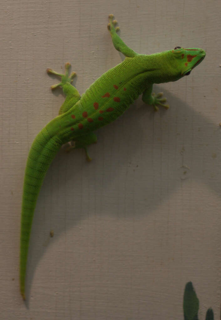 Phelsuma madagascariensis Gray 1831 resmi