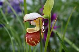 Image of hybrid ladyslipper