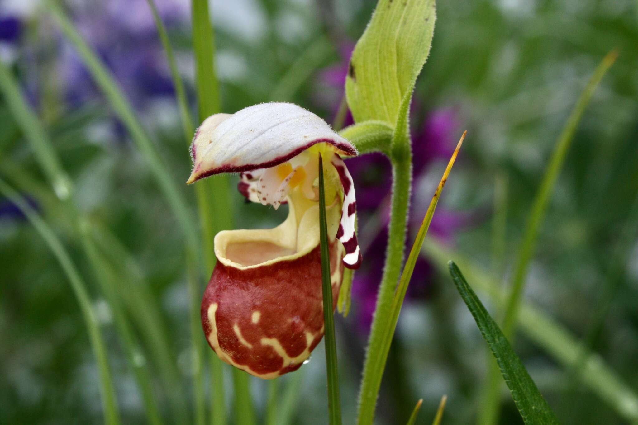 Image of hybrid ladyslipper