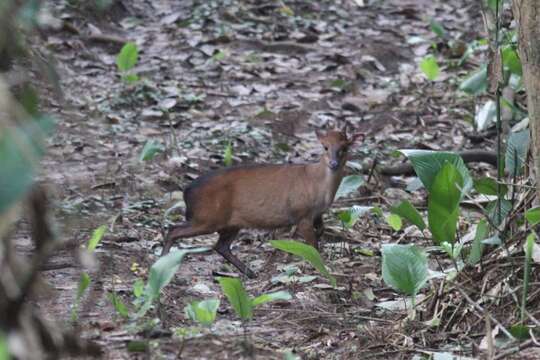 Image of Peters' Duiker