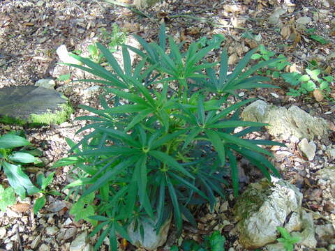 Image of Stinking Hellebore