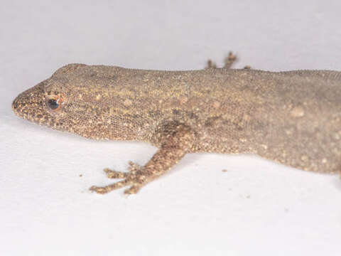 Image of Bradfield's Dwarf Gecko