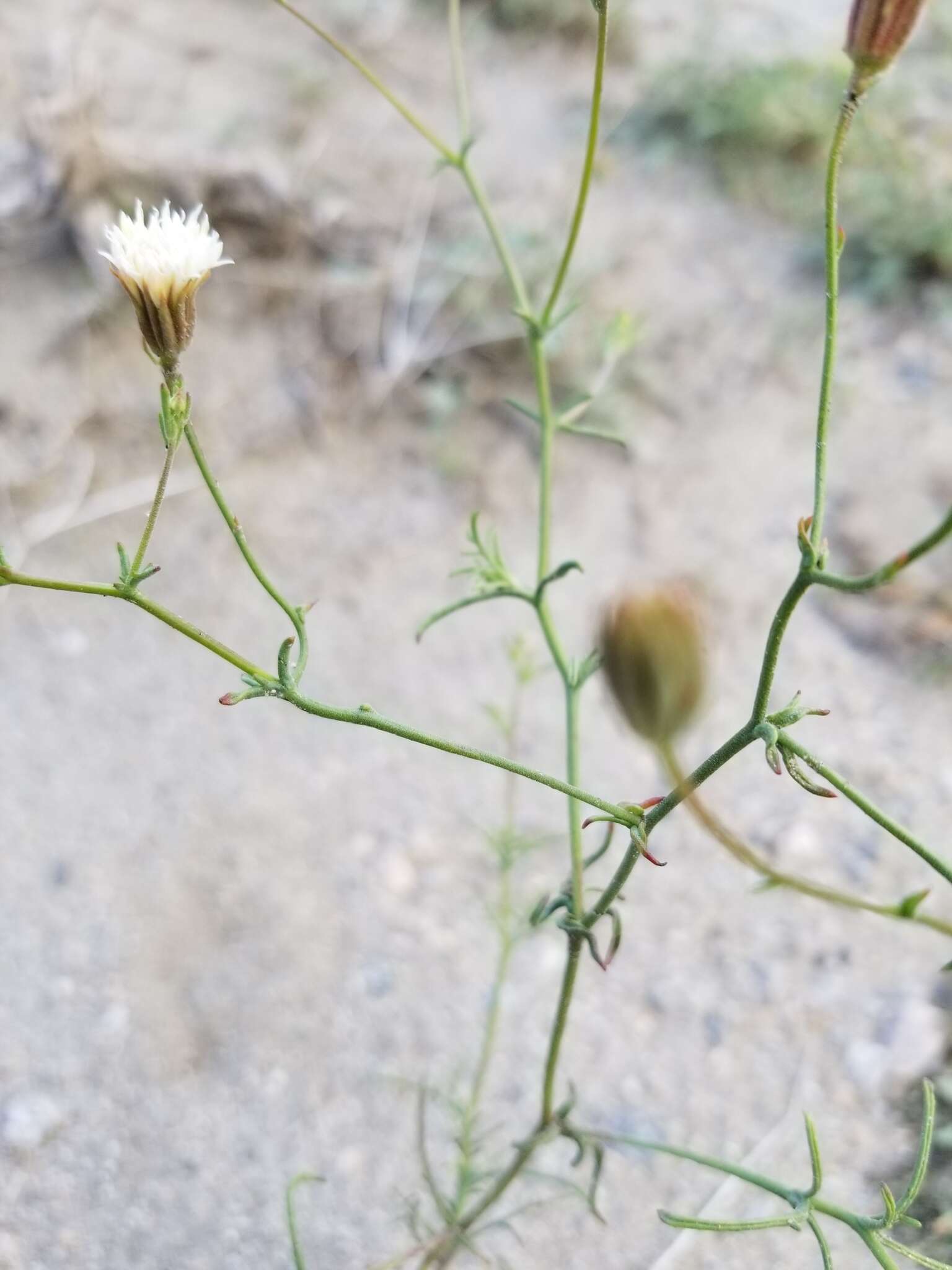 Image of pebble pincushion