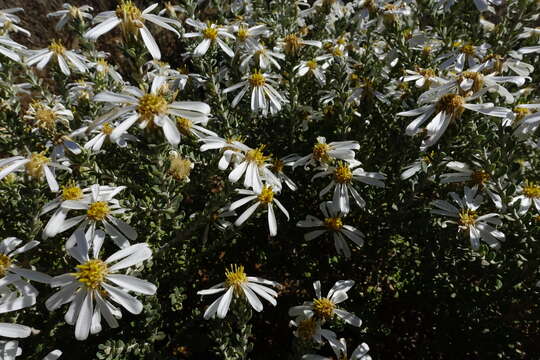 Image of Pimelea Daisy-bush