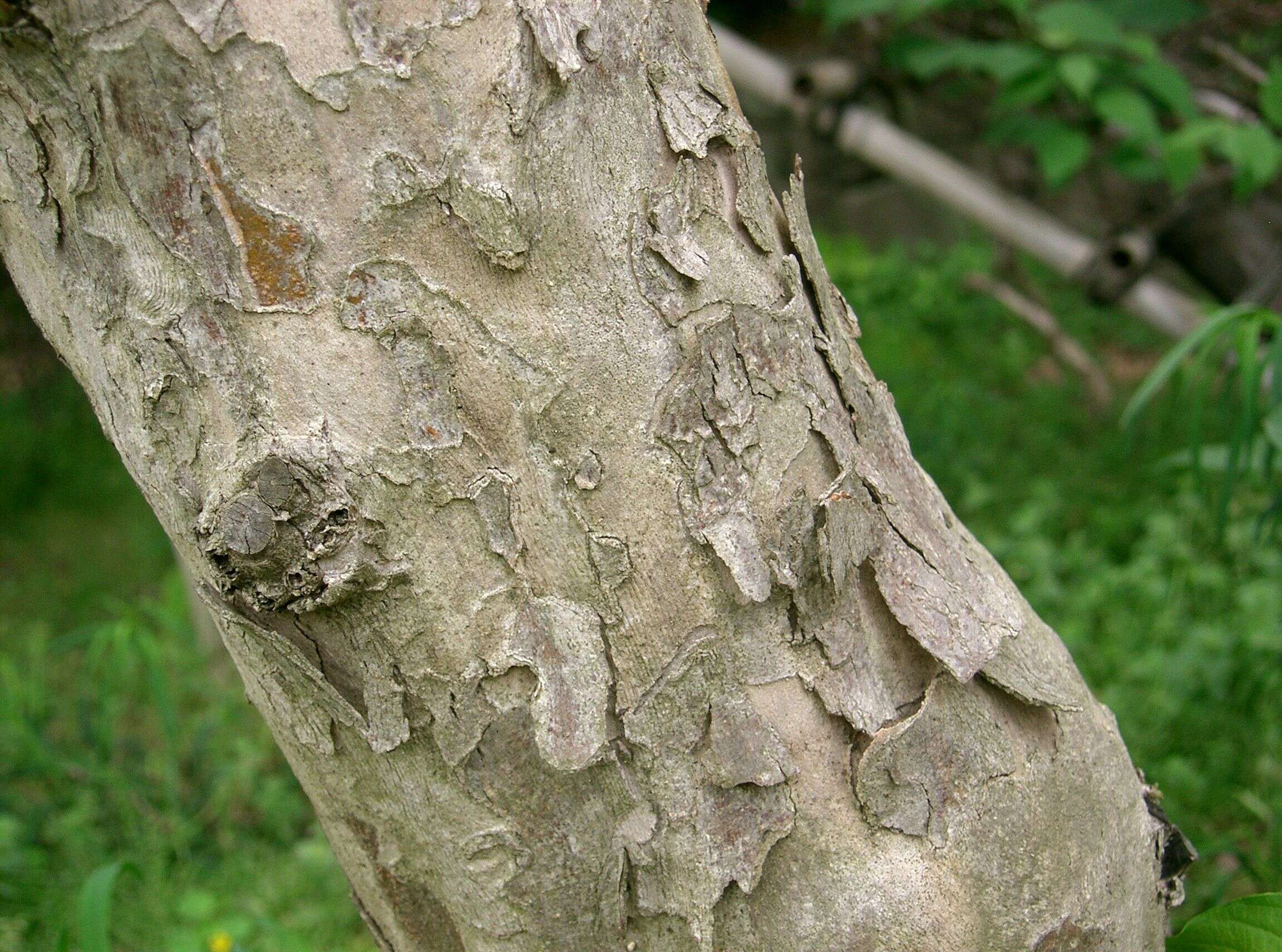 Plancia ëd Cornus officinalis Siebold & Zucc.