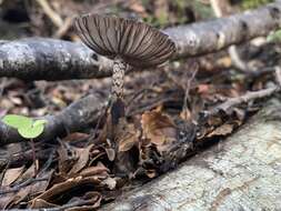 Image of Amanita nigrescens G. Stev. 1962