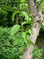 Plancia ëd Cornus officinalis Siebold & Zucc.