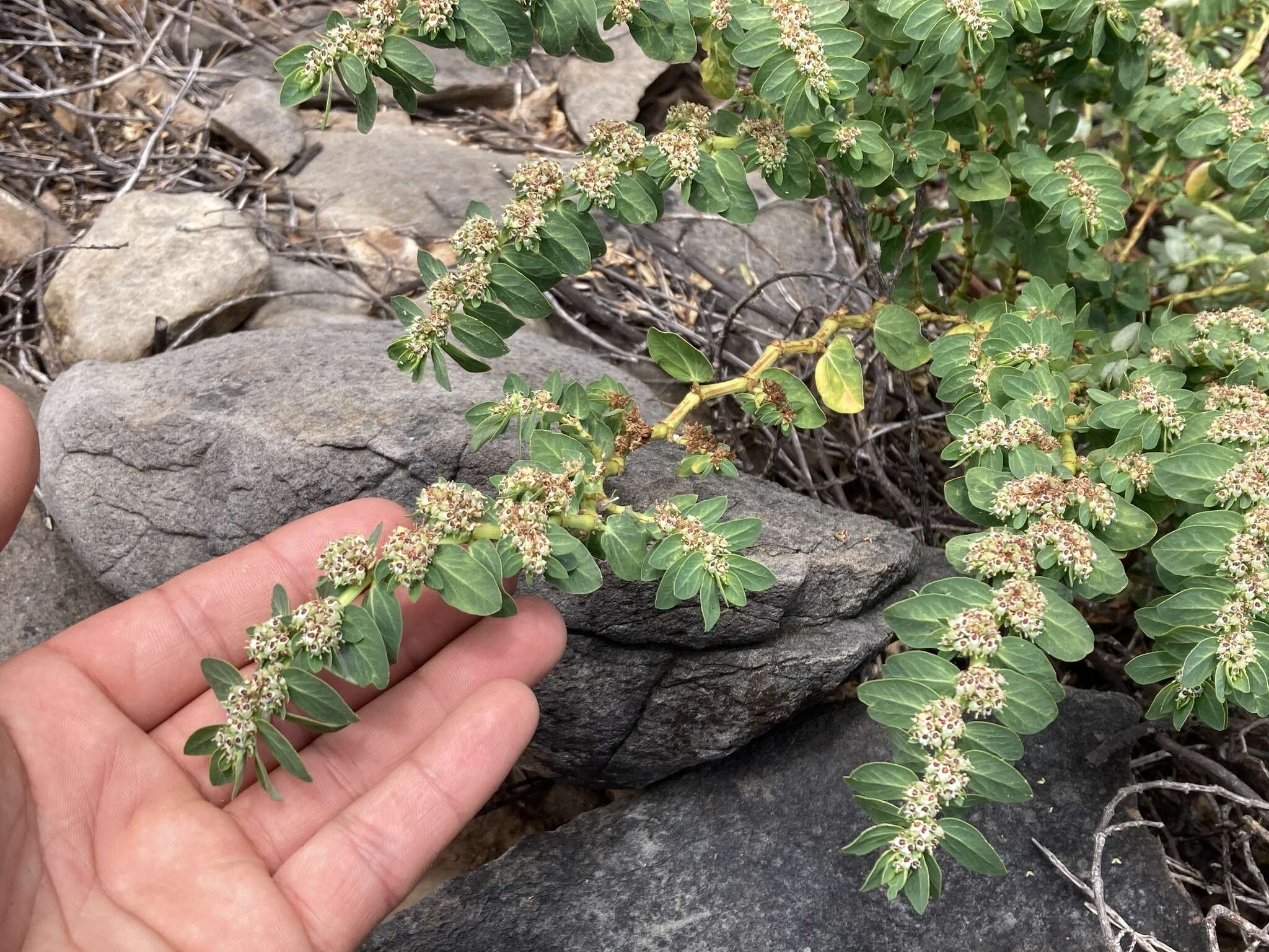 Слика од Euphorbia anthonyi Brandegee