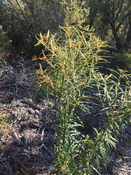 Image of Astrotricha longifolia Benth.