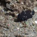 Image of Deep-water frogfish