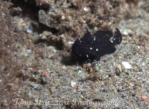 Image of Nudiantennarius