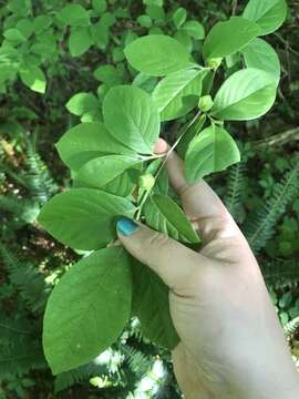 Imagem de Stewartia malacodendron L.