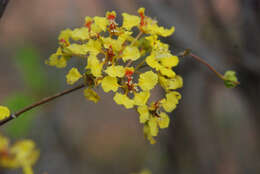 Image of Diplopterys lutea (Griseb.) W. R. Anderson & C. Davis