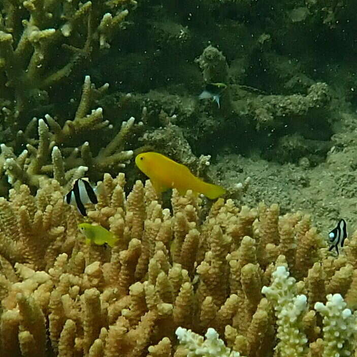 Image of Yellow clown goby