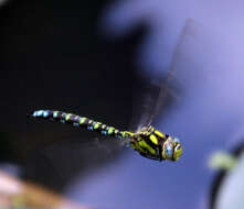 Image of Blue Hawker