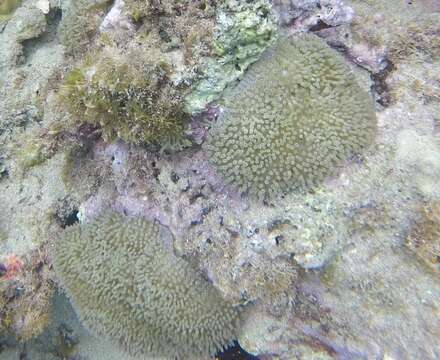 Image of Atlantic carpet anemone