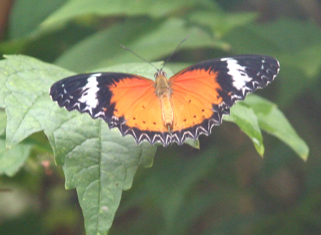 Image of Cethosia cyane Drury 1770