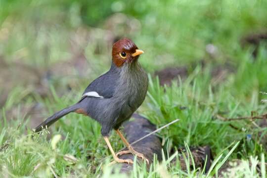 Image of Chestnut-hooded Laughingthrush