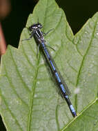 Image of Azure Bluet