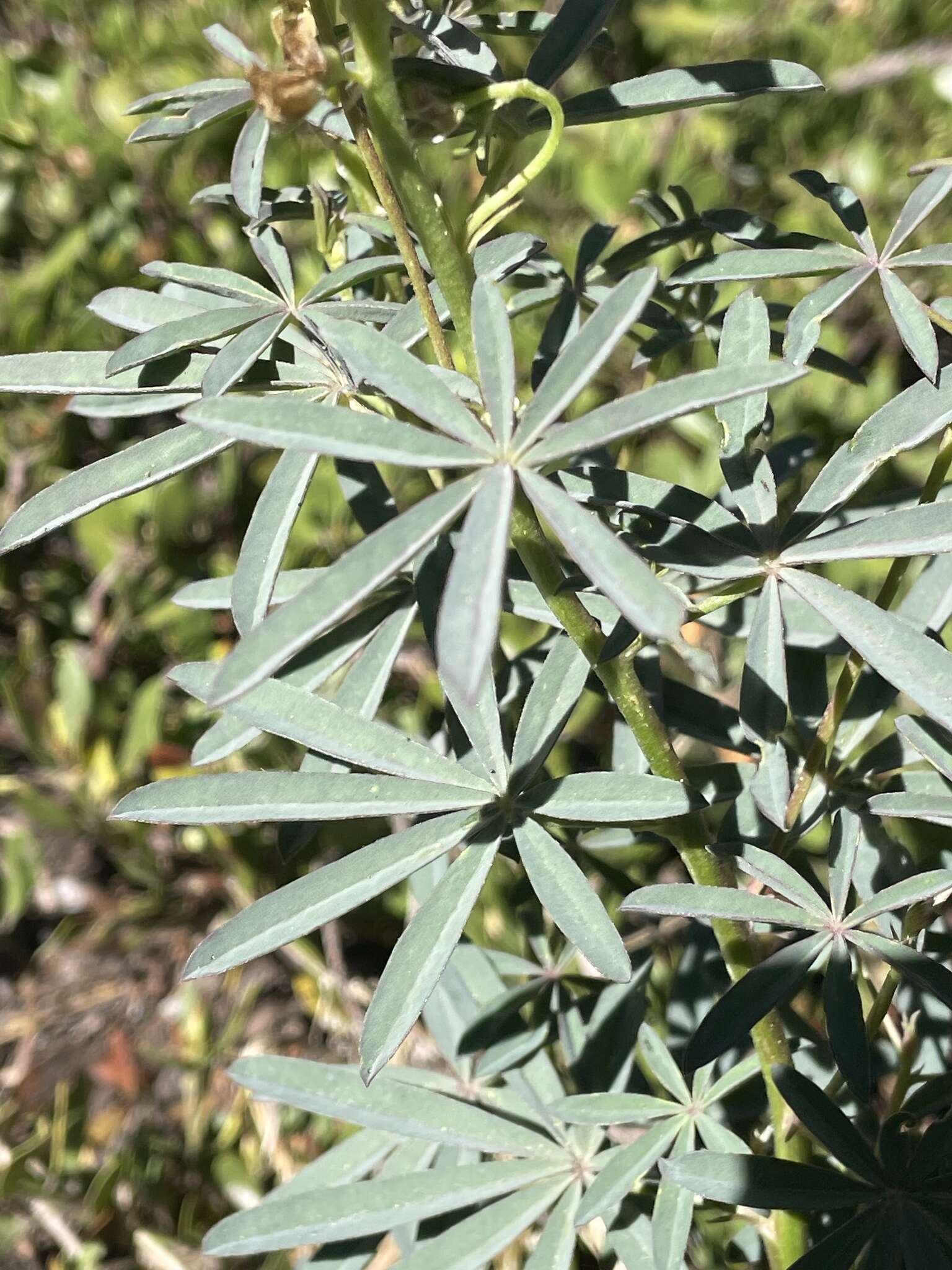 Image of narrowflower lupine