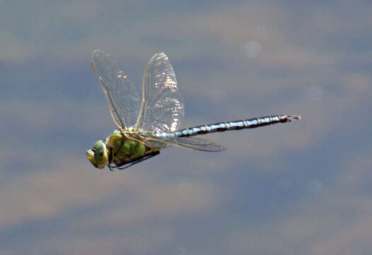 Image of Blue Emperor