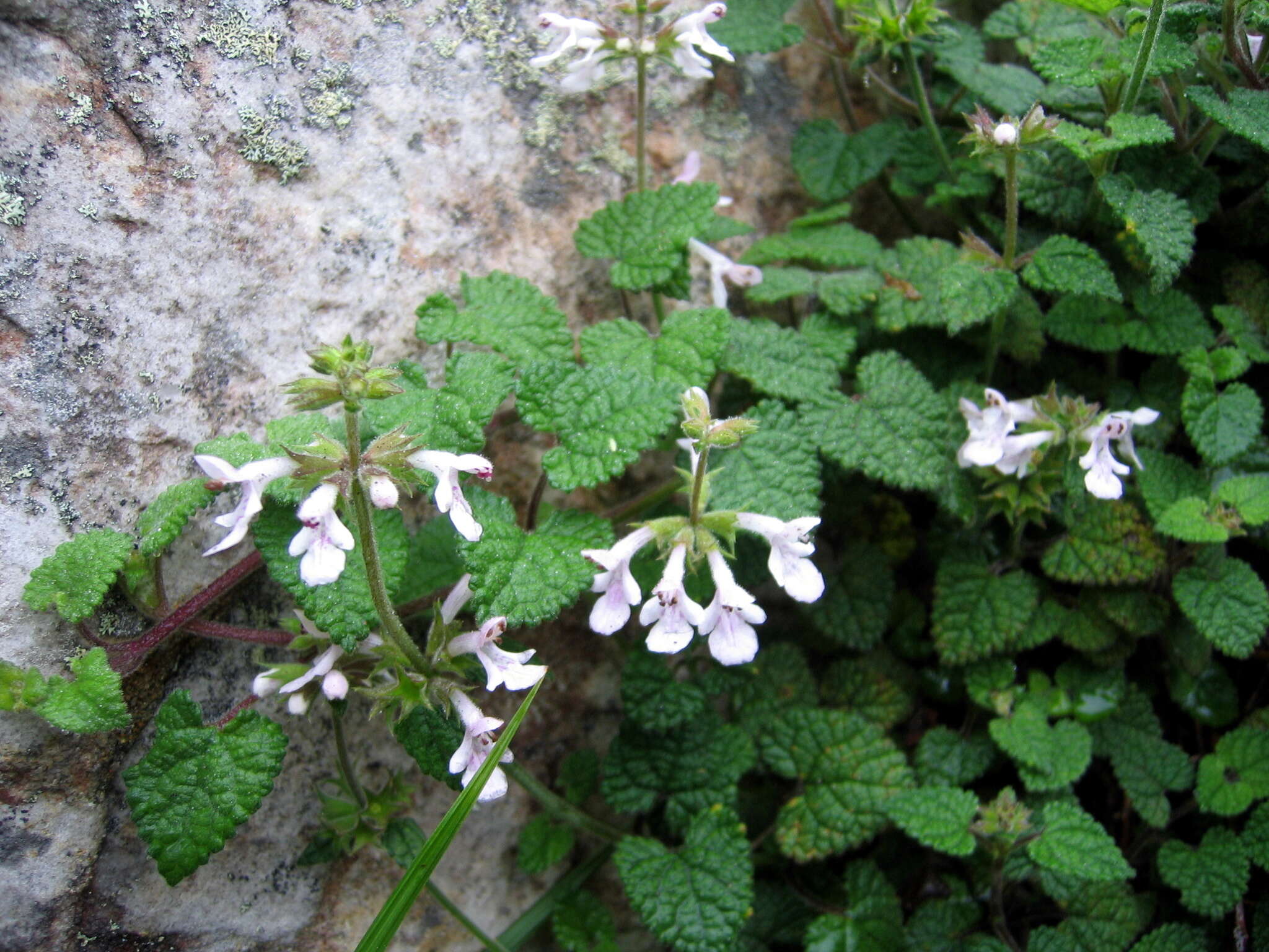 Stachys reticulata Codd resmi