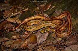 Image of Chinese Leopard Snake