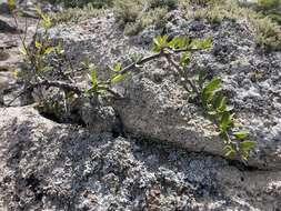 Image of Schinus engleri F. A. Barkley