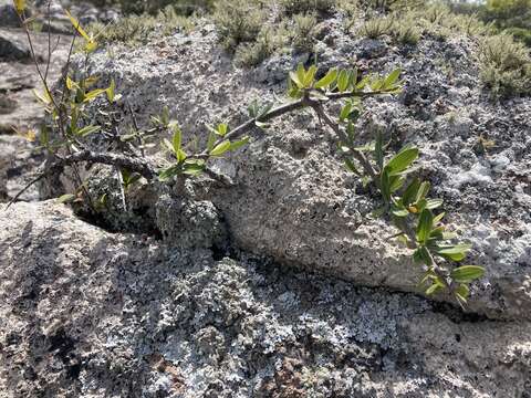 Image de Schinus engleri F. A. Barkley