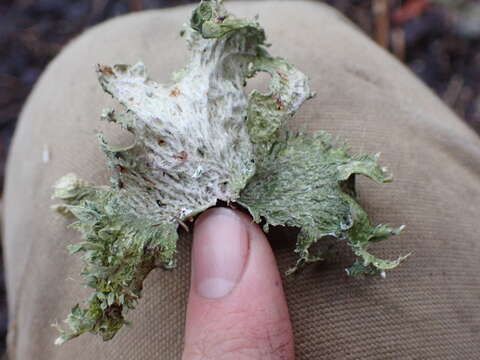 Image of cartilage lichen