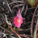 Image of Utricularia quelchii N. E. Br.