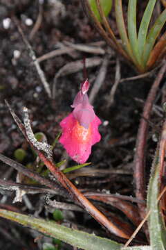 Sivun Utricularia quelchii N. E. Br. kuva