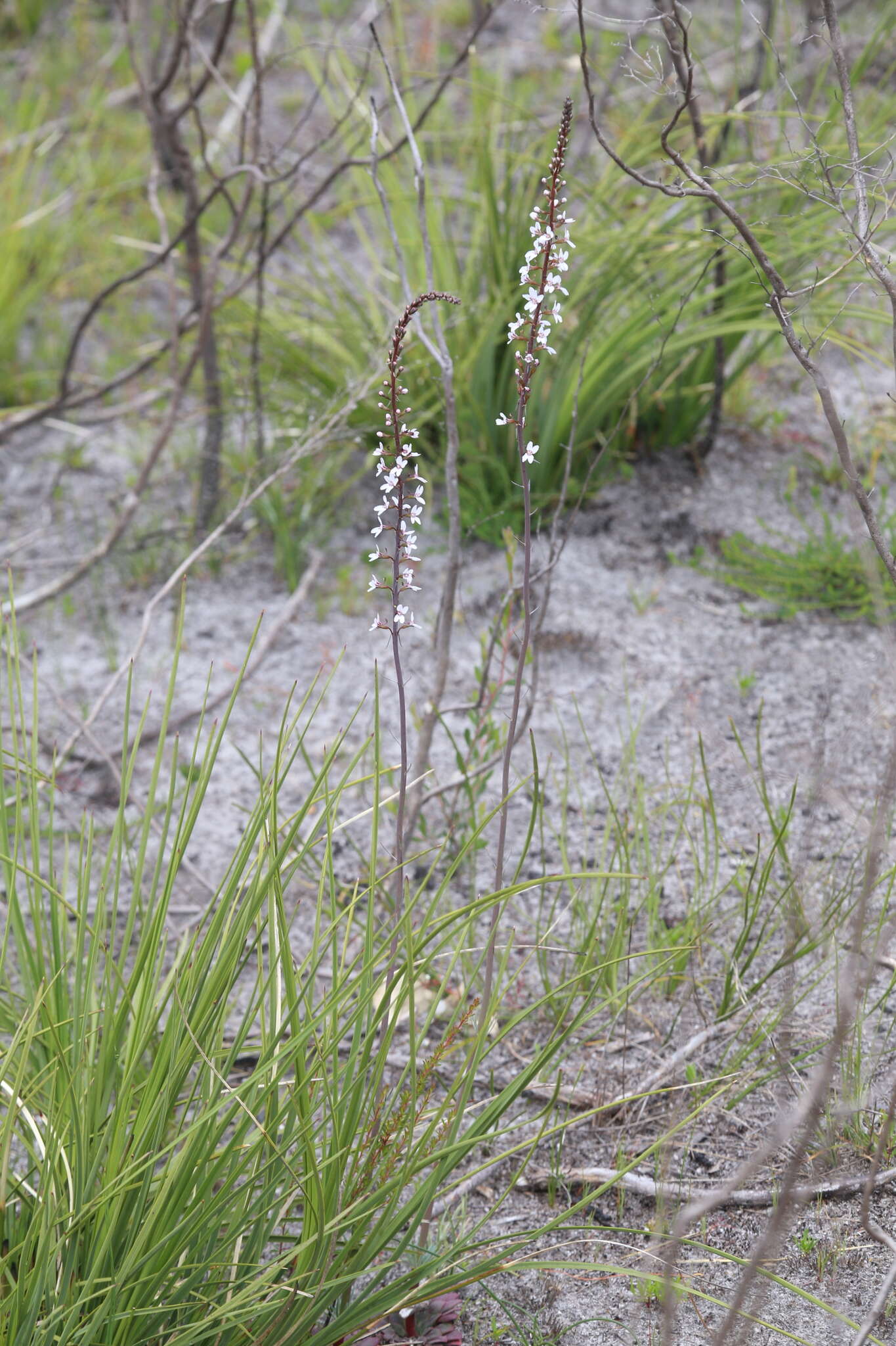 Image de Stylidium diversifolium R. Br.