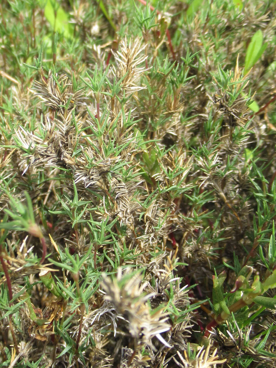 Image of Shore Grass