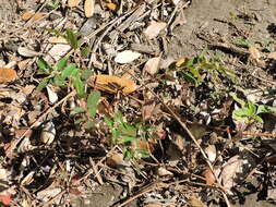 Слика од Euphorbia hypericifolia L.