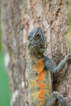 Image of Agama mucosoensis Hellmich 1957