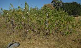 Imagem de Ipomoea carnea subsp. fistulosa (Mart. ex Choisy) D. F. Austin