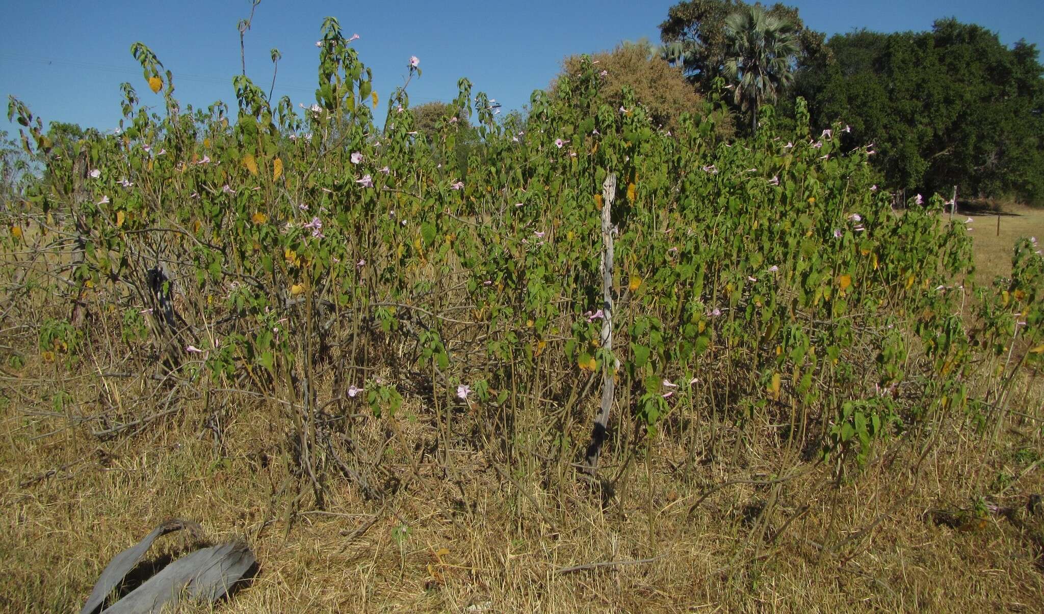 Слика од Ipomoea carnea subsp. fistulosa (Mart. ex Choisy) D. F. Austin