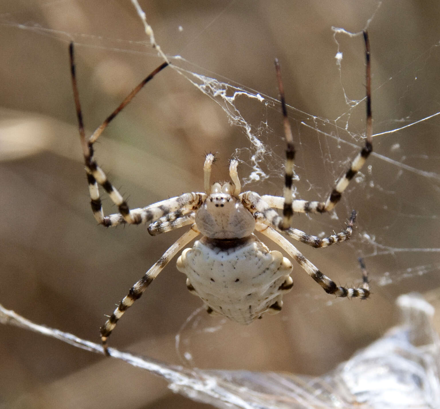 Image of Argiope lobata (Pallas 1772)