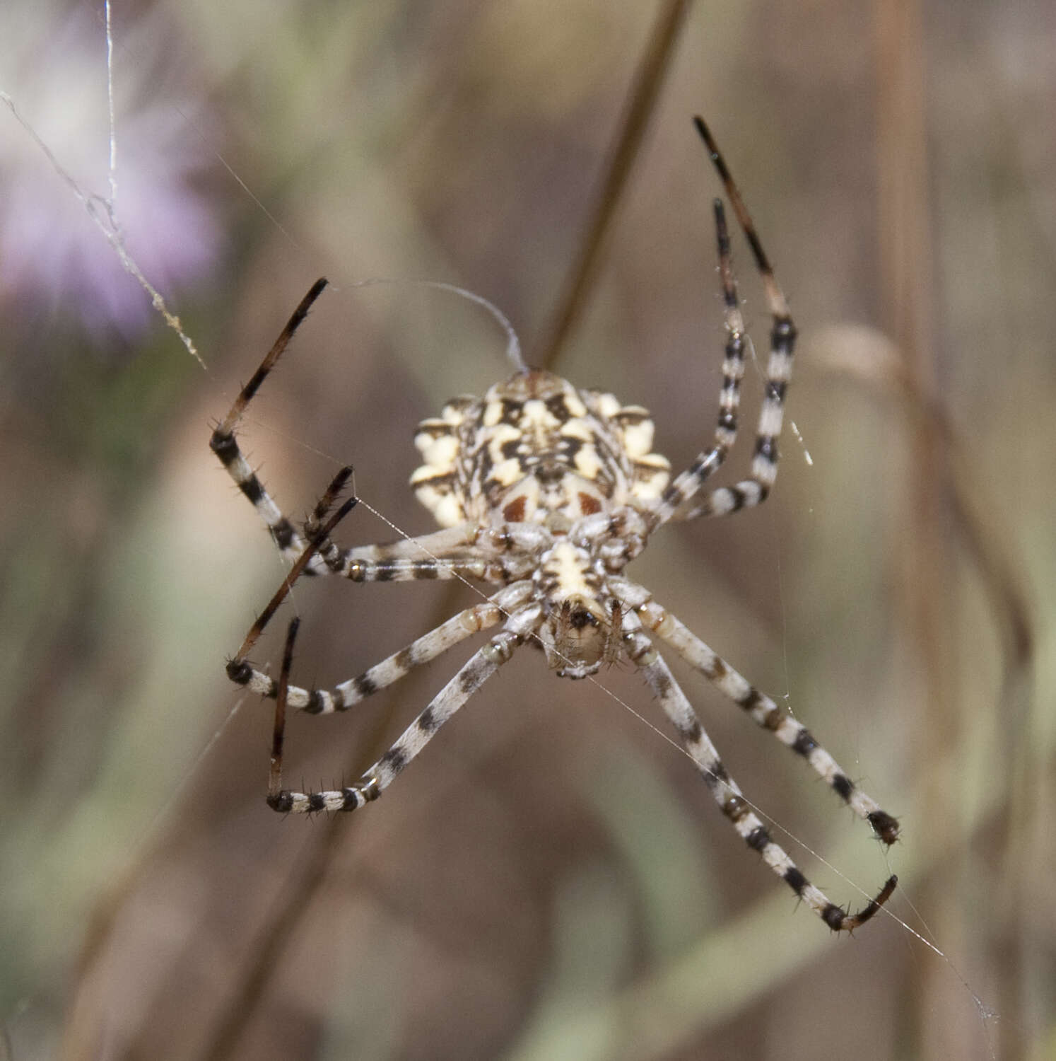 Image of Argiope lobata (Pallas 1772)