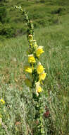 Image of Linaria dalmatica subsp. dalmatica