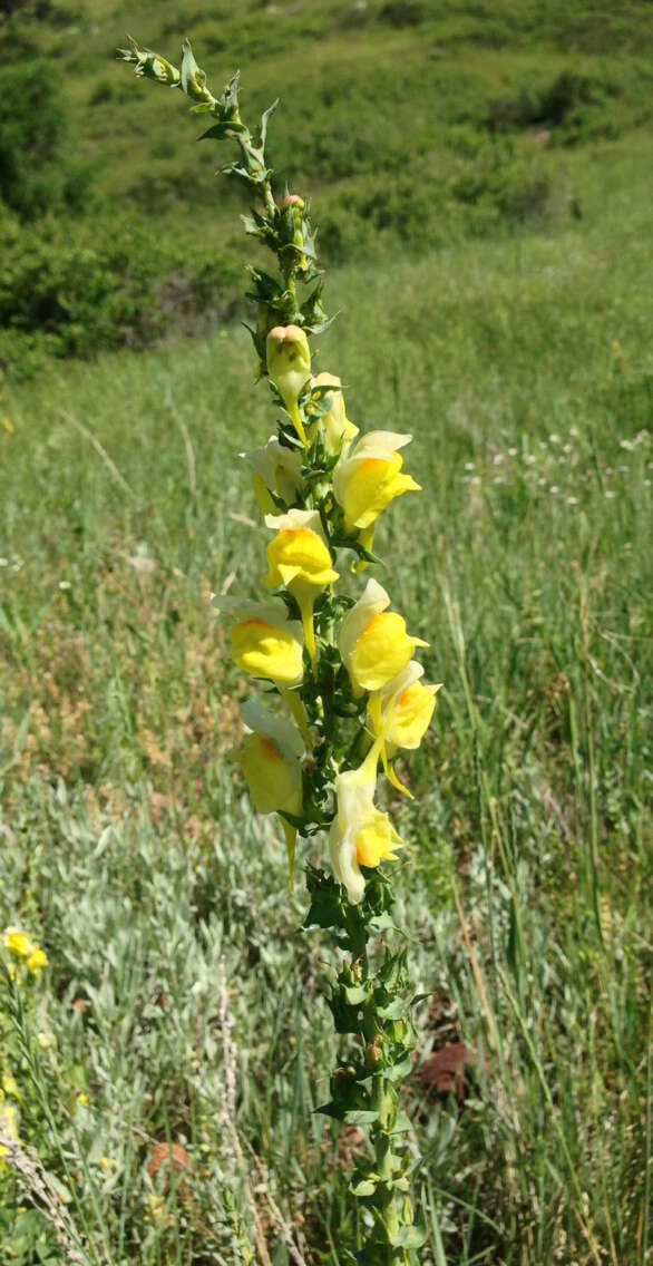 Plancia ëd Linaria dalmatica subsp. dalmatica