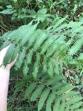 Sivun Dryopteris ludoviciana (Kunze) Small kuva