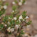 Image of Brachyloma ciliatum (R. Br.) Benth.